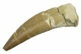 Fossil Plesiosaur (Zarafasaura) Tooth - Morocco #298329-1